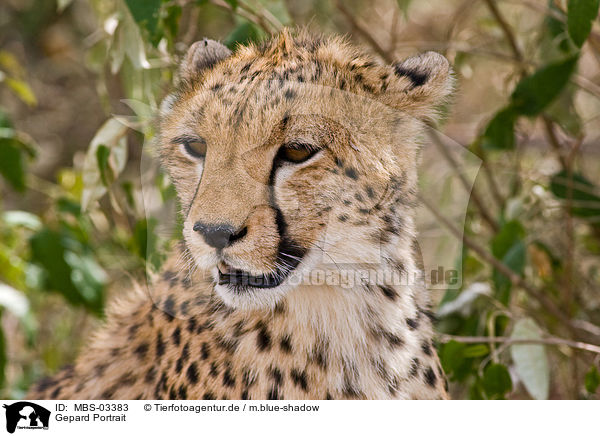 Gepard Portrait / cheetah portrait / MBS-03383