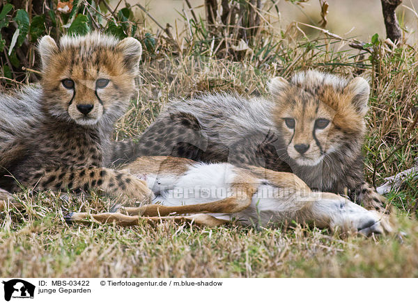 junge Geparden / young cheetahs / MBS-03422