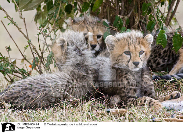 junge Geparden / young cheetahs / MBS-03424