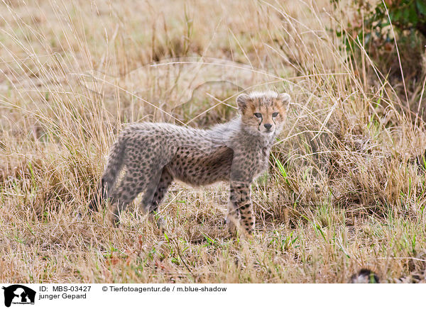junger Gepard / young cheetah / MBS-03427