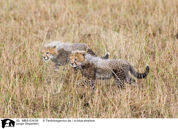 junge Geparden / young cheetahs / MBS-03439