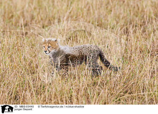 junger Gepard / young cheetah / MBS-03440