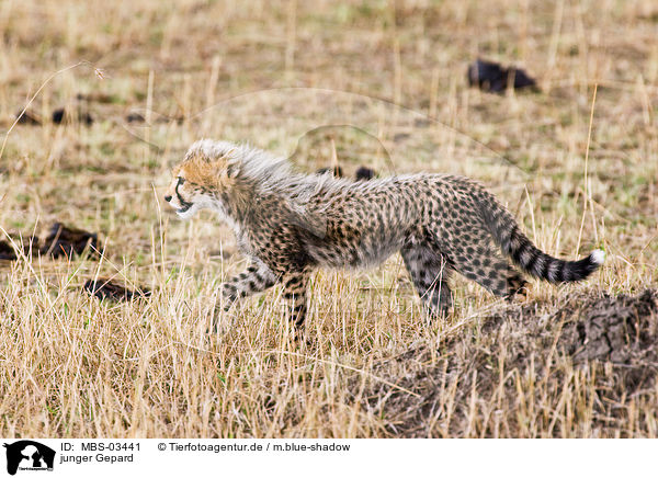 junger Gepard / young cheetah / MBS-03441