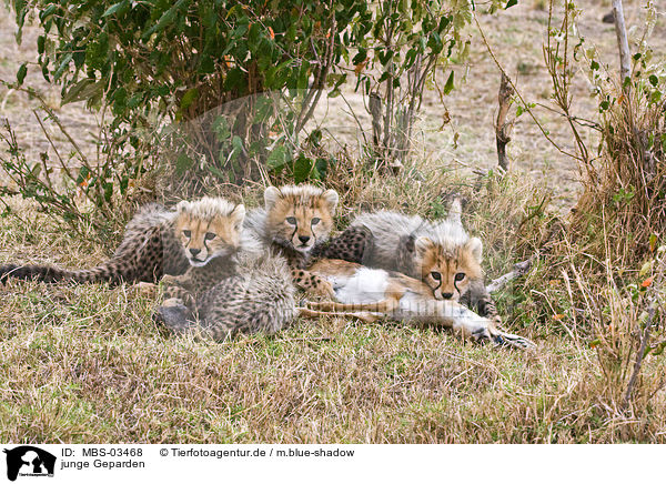junge Geparden / young cheetahs / MBS-03468
