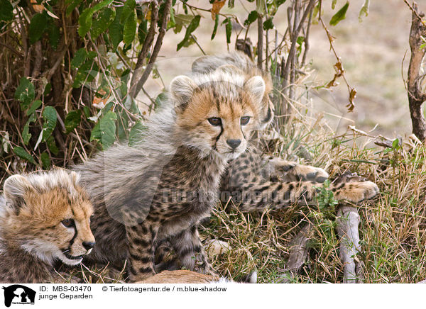 junge Geparden / young cheetahs / MBS-03470