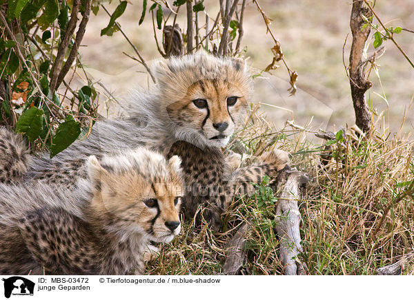 junge Geparden / young cheetahs / MBS-03472