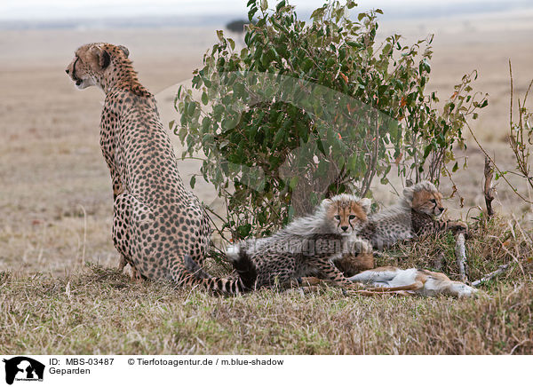 Geparden / cheetahs / MBS-03487