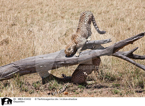 Geparden / cheetahs / MBS-03492