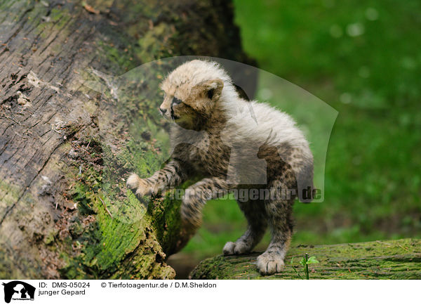 junger Gepard / young cheetah / DMS-05024