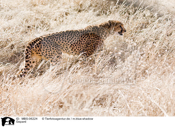 Gepard / cheetah / MBS-06224