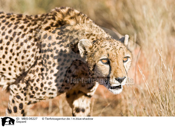 Gepard / cheetah / MBS-06227