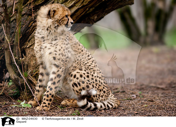 Gepard / cheetah / MAZ-04630