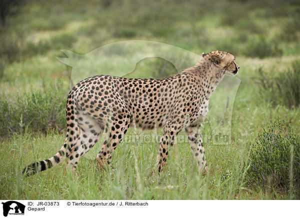 Gepard / JR-03873