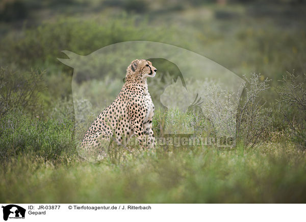 Gepard / JR-03877