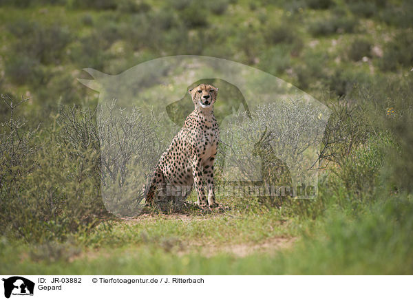 Gepard / JR-03882