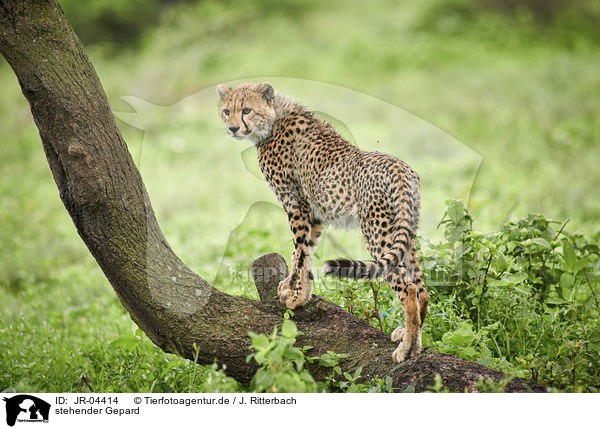 stehender Gepard / standing Cheetah / JR-04414