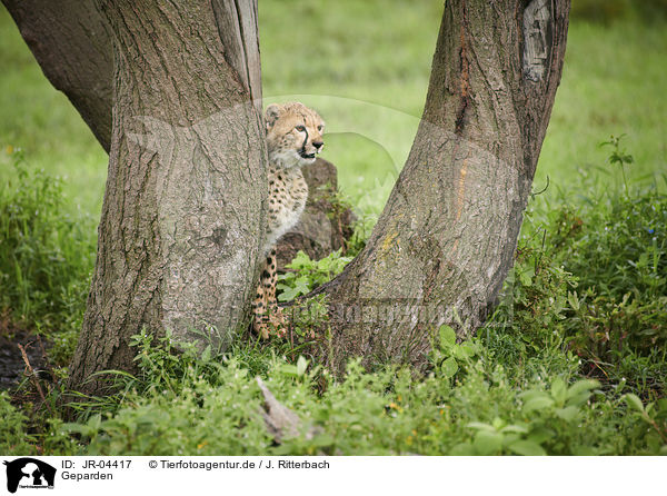 Geparden / Cheetahs / JR-04417