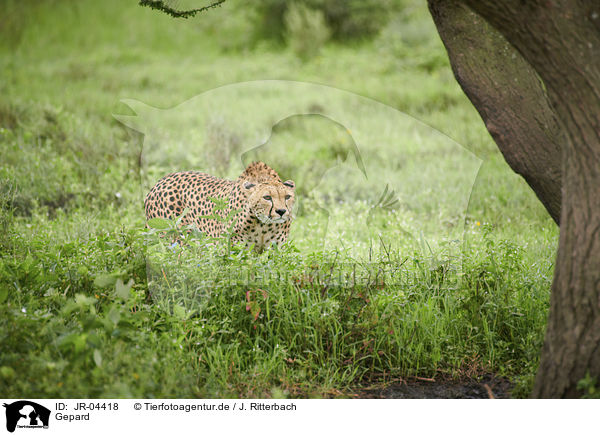 Gepard / Cheetah / JR-04418