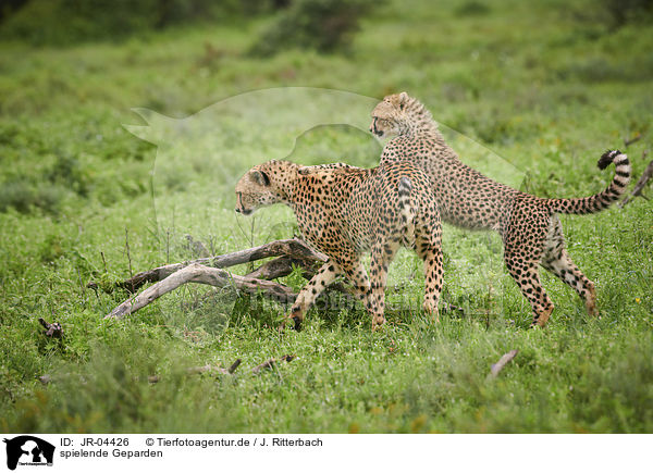 spielende Geparden / playing Cheetahs / JR-04426