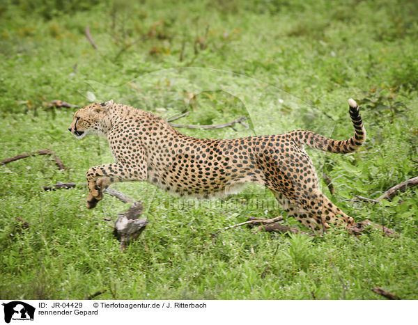 rennender Gepard / running Cheetah / JR-04429