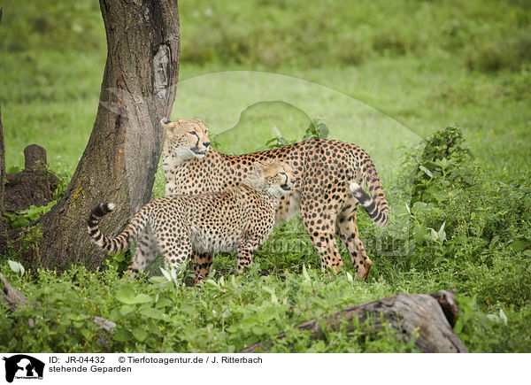 stehende Geparden / standing Cheetahs / JR-04432
