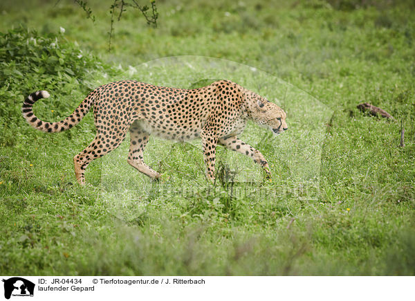 laufender Gepard / JR-04434