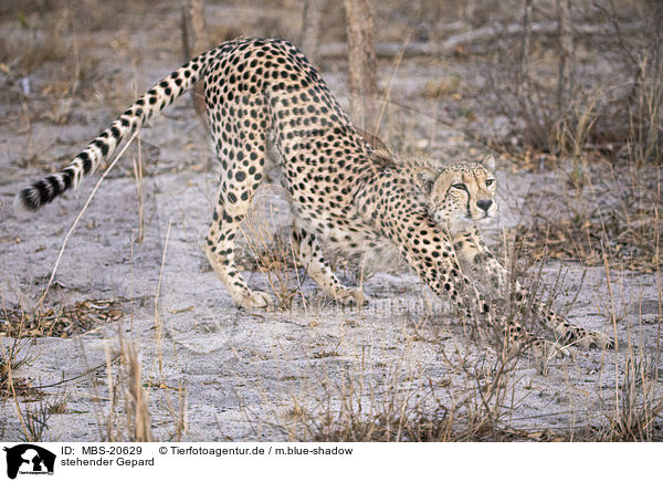 stehender Gepard / standing Cheetah / MBS-20629