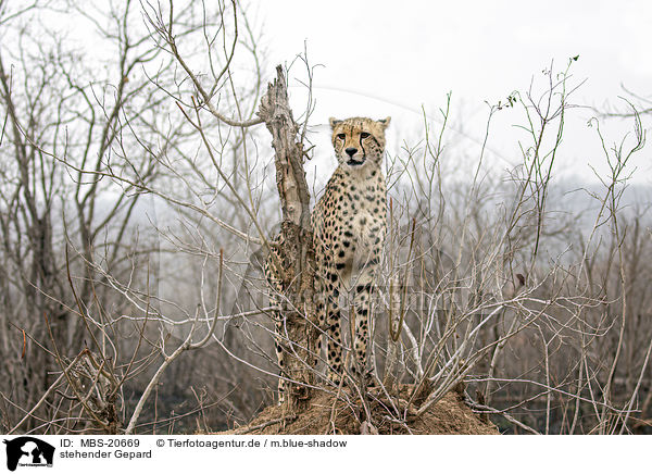 stehender Gepard / standing Cheetah / MBS-20669