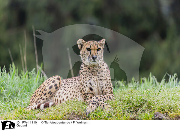 Gepard / PW-11110