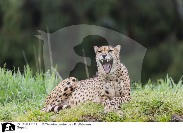Gepard / PW-11114
