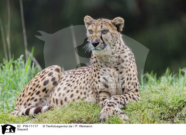 Gepard / PW-11117