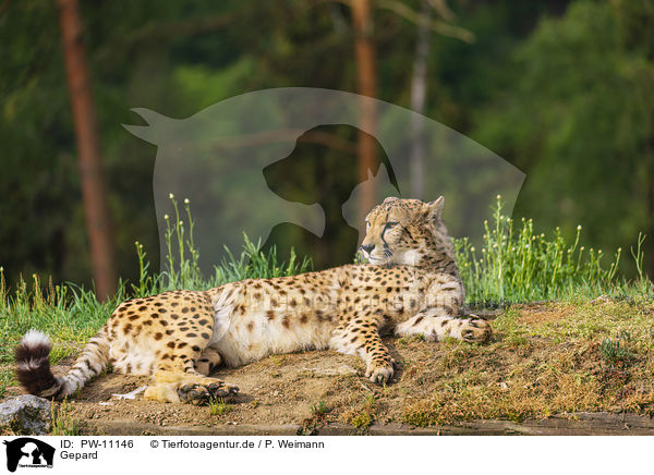 Gepard / PW-11146