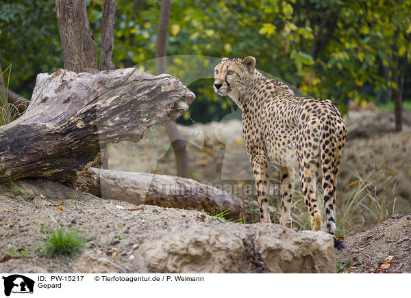 Gepard / cheetah / PW-15217