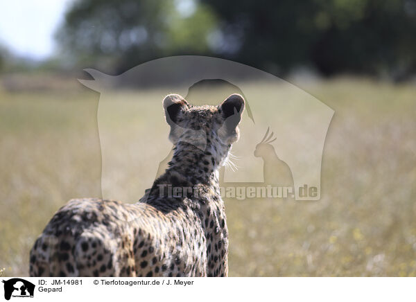 Gepard / cheetah / JM-14981