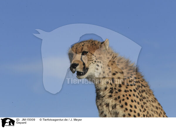Gepard / cheetah / JM-15009