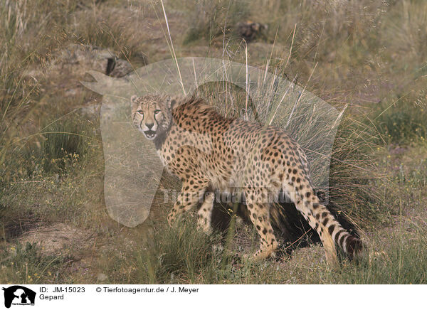 Gepard / cheetah / JM-15023