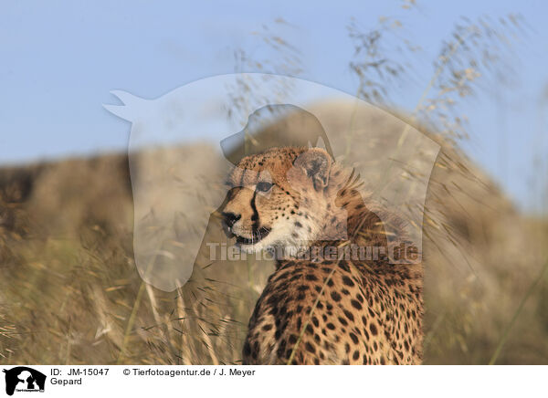 Gepard / cheetah / JM-15047