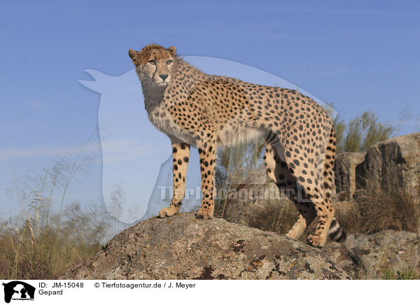 Gepard / JM-15048