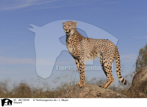Gepard / JM-15049