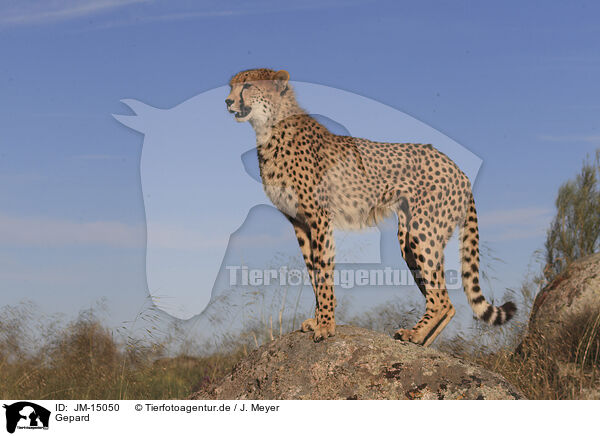 Gepard / cheetah / JM-15050
