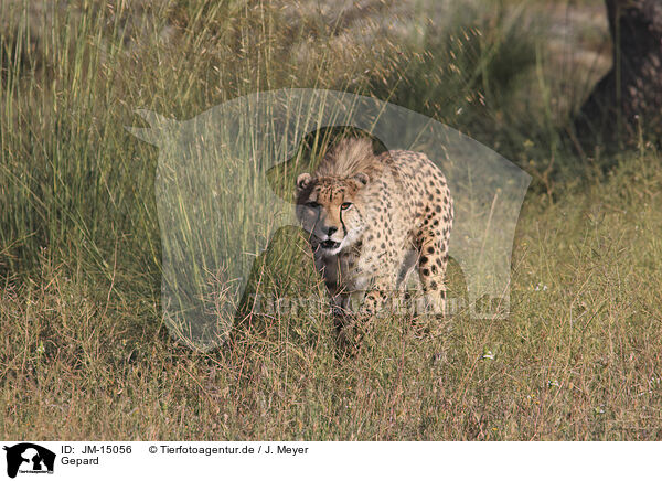 Gepard / cheetah / JM-15056
