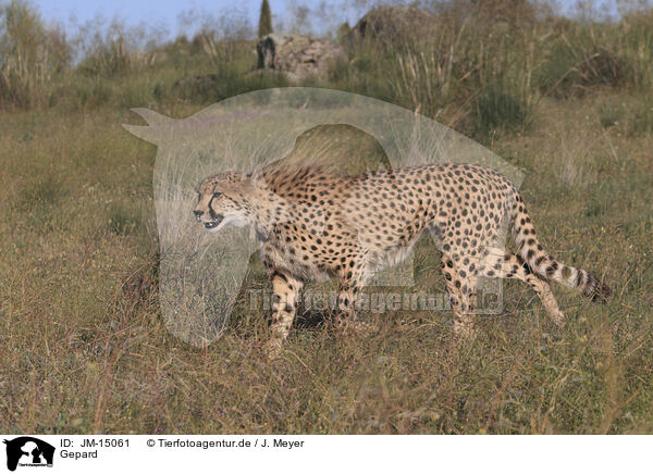 Gepard / cheetah / JM-15061
