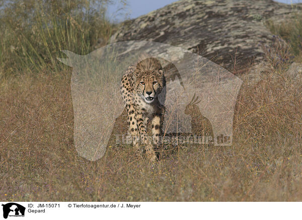 Gepard / cheetah / JM-15071