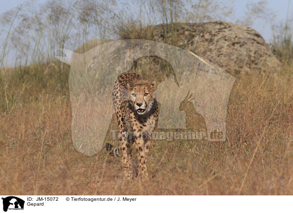 Gepard / cheetah / JM-15072