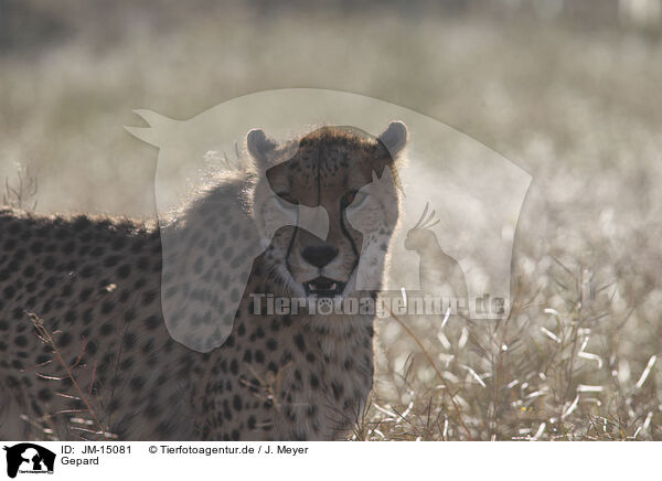 Gepard / cheetah / JM-15081