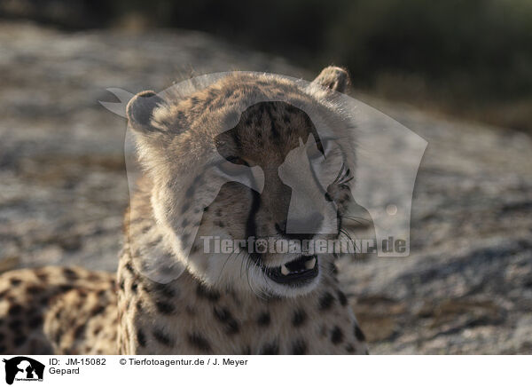 Gepard / JM-15082