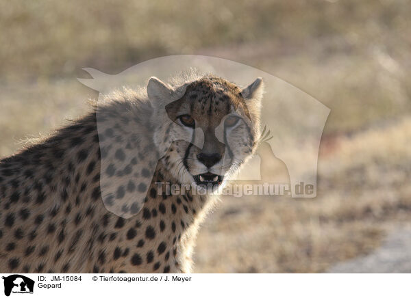 Gepard / JM-15084