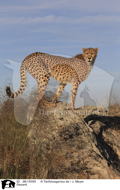 Gepard / JM-15095