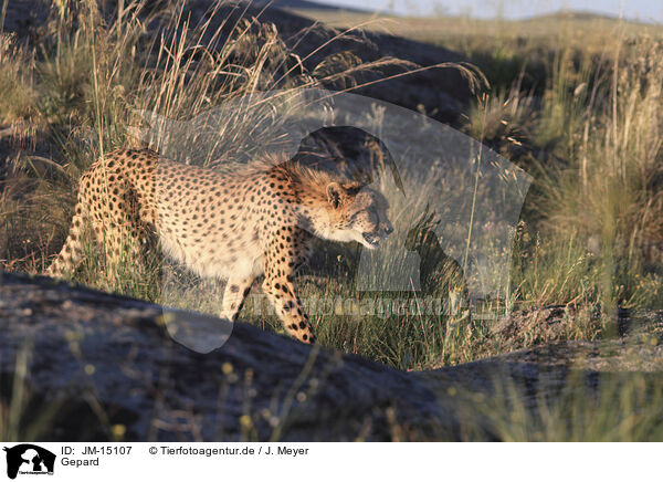 Gepard / cheetah / JM-15107