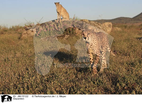 Geparden / cheetahs / JM-15122